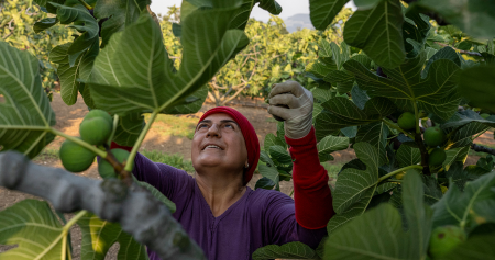 Presidenta Sheinbaum